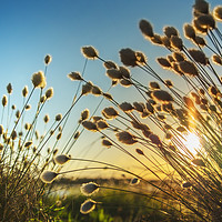 Buy canvas prints of Cotton grass in evening light  by Tanja Riedel