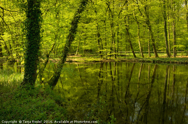 Spring in the forest  Picture Board by Tanja Riedel