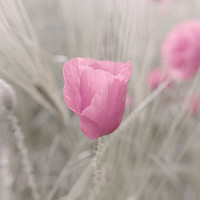 Buy canvas prints of Pink Poppy Lady Flower by Tanja Riedel