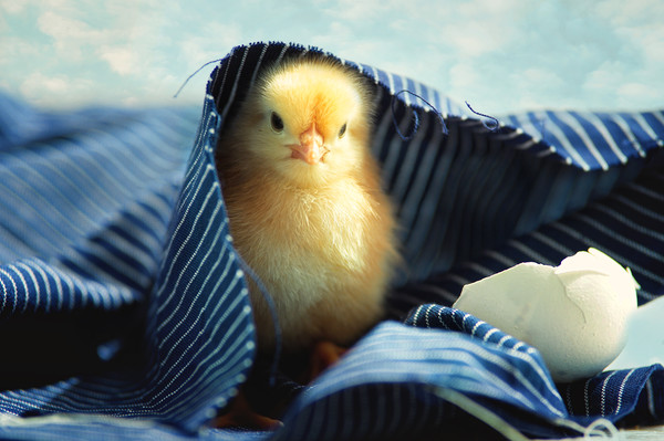 Little chick   Picture Board by Tanja Riedel