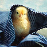 Buy canvas prints of Little chick   by Tanja Riedel