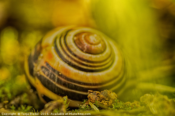 Wonderful Snail shell Picture Board by Tanja Riedel
