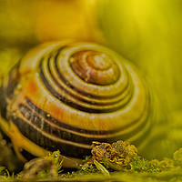 Buy canvas prints of Wonderful Snail shell by Tanja Riedel