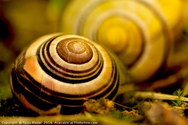 Snail shell close to the lens  Picture Board by Tanja Riedel