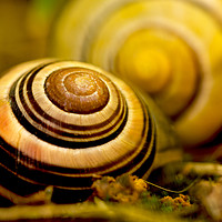 Buy canvas prints of Snail shell close to the lens  by Tanja Riedel