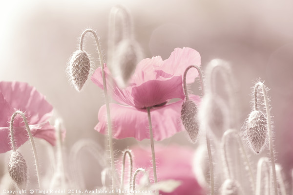 Pink Poppy Time  Picture Board by Tanja Riedel