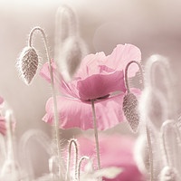 Buy canvas prints of Pink Poppy Time  by Tanja Riedel