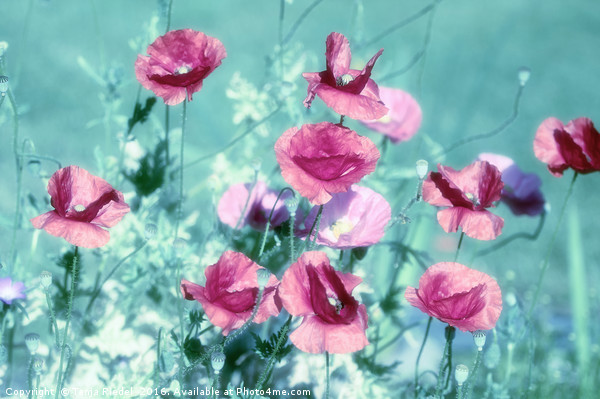 Playful Poppies dreams  Picture Board by Tanja Riedel