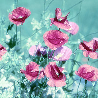 Buy canvas prints of Playful Poppies dreams  by Tanja Riedel