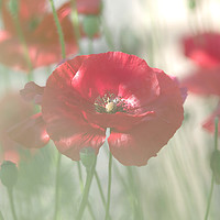 Buy canvas prints of Poppy Romantic by Tanja Riedel