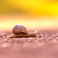 Buy canvas prints of Snail's pace on the road  by Tanja Riedel