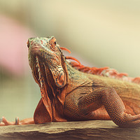 Buy canvas prints of Chameleon  by Tanja Riedel
