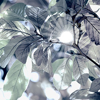 Buy canvas prints of Leaves in my Fantasy by Tanja Riedel