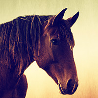Buy canvas prints of Horses romance by Tanja Riedel