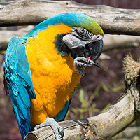 Buy canvas prints of Parrot by Tony Bishop