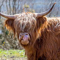 Buy canvas prints of Highland Cow by Tony Bishop