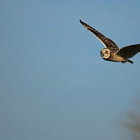 Buy canvas prints of Short-eared Owl by rob solomon