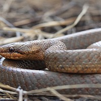 Buy canvas prints of Smooth snake by rob solomon