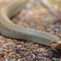 Buy canvas prints of smooth snake by rob solomon