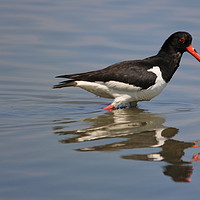 Buy canvas prints of Oystercatcher by rob solomon