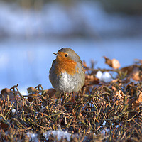 Buy canvas prints of Robin in Winter by Robin Purser