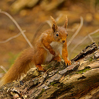 Buy canvas prints of Red Squirrel by Robin Purser