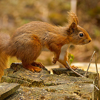 Buy canvas prints of Red Squirrel by Robin Purser
