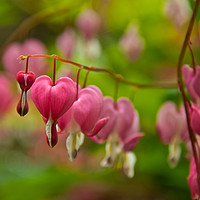 Buy canvas prints of Dicentra Flowers by Robin Purser