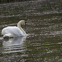 Buy canvas prints of Swan on the pond. by Иван Щербанюк
