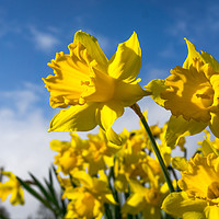 Buy canvas prints of Daffodils in Spring by Cameron Shaw