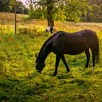 Buy canvas prints of Horses at sunset by Cameron Shaw