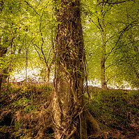 Buy canvas prints of Tree Wrapped in Ivy by Cameron Shaw