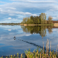 Buy canvas prints of Bird taking flight on a Scottish Loch in Spring Mo by Joe Dailly