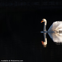 Buy canvas prints of Swan in early morning spring sunshine by Joe Dailly
