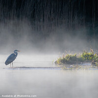 Buy canvas prints of Heron on a mist Loch by Joe Dailly