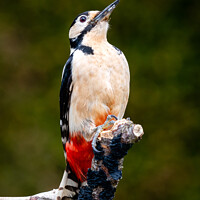 Buy canvas prints of Majestic Great Spotted Woodpecker by Joe Dailly