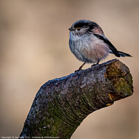 Buy canvas prints of Long Tailed Tit by Joe Dailly