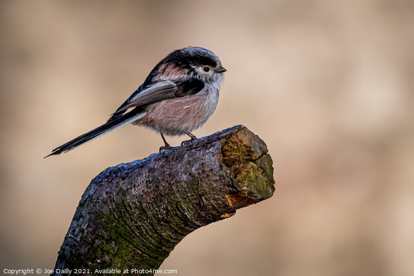 Long tailed Tit Picture Board by Joe Dailly