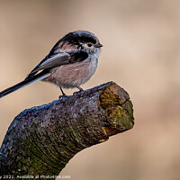 Buy canvas prints of Long tailed Tit by Joe Dailly