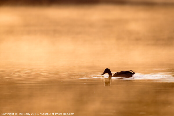 Duck on a golden sunlit pond Picture Board by Joe Dailly