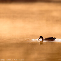 Buy canvas prints of Duck on a golden sunlit pond by Joe Dailly