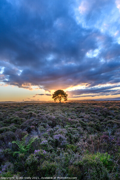 A lone tree on a hillside at Sunset Picture Board by Joe Dailly