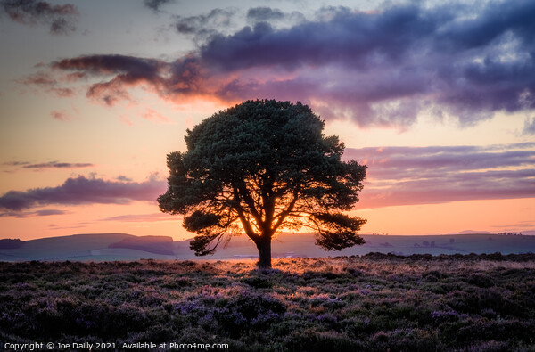 Lone tree on a hillside at Sunset Picture Board by Joe Dailly