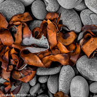 Buy canvas prints of Abstract Sea Weed drying on a rocky Beach by Joe Dailly