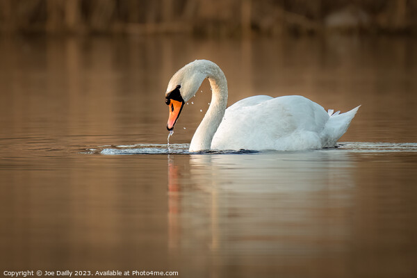 A mute Swan on calm loch Picture Board by Joe Dailly