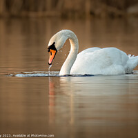Buy canvas prints of A mute Swan on calm loch by Joe Dailly
