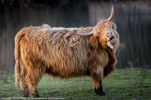A large Highland Cow standing by a Scottish Loch in late evening Sunshine. Picture Board by Joe Dailly
