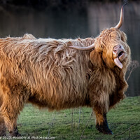 Buy canvas prints of A large Highland Cow standing by a Scottish Loch in late evening Sunshine. by Joe Dailly