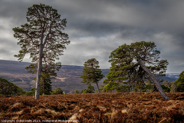 Majestic Scots Pine Trees in the Cairngorms Nation Picture Board by Joe Dailly
