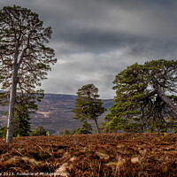 Buy canvas prints of Majestic Scots Pine Trees in the Cairngorms Nation by Joe Dailly